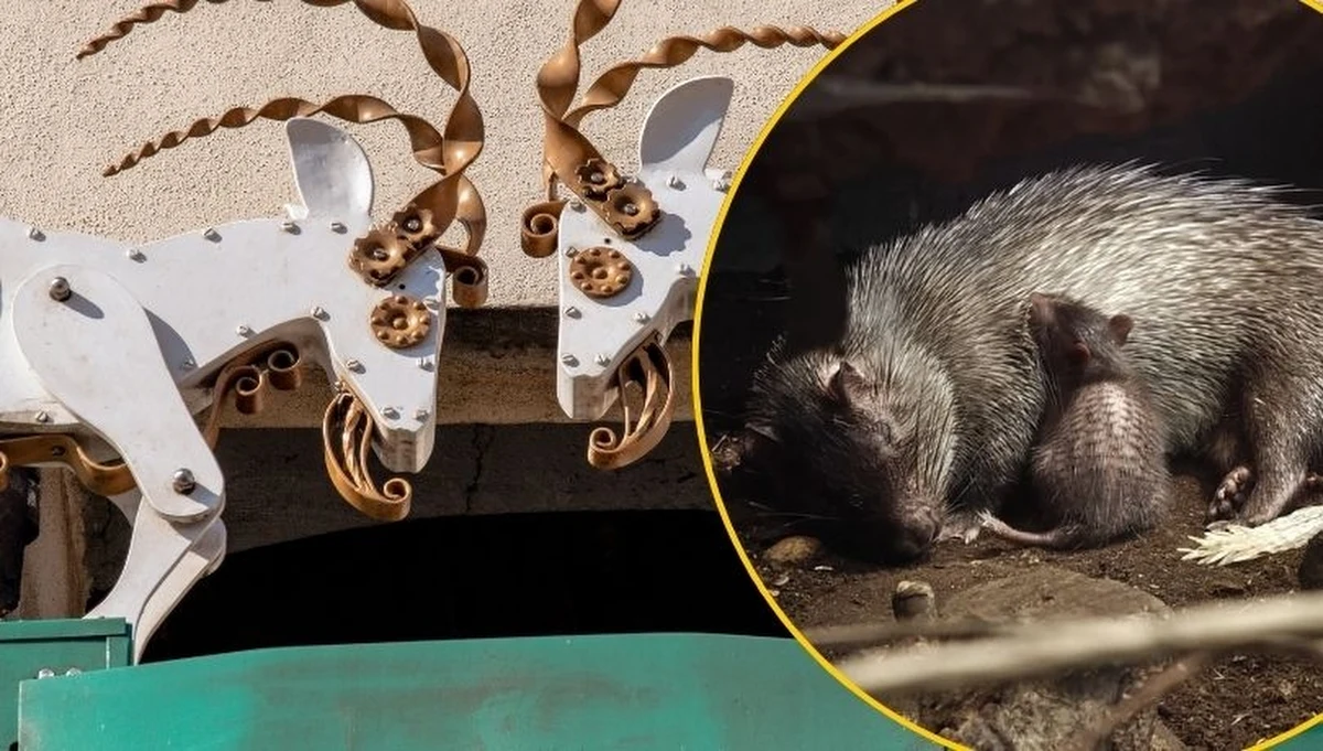 Jeżatka afrykańska - gatunek gryzonia z rodziny jeżozwierzowatych - to nowa mieszkanka lub nowy mieszkaniec poznańskiego zoo. "Nie znamy jeszcze płci malucha" - poinformowało zoo, zwracając się przy okazji z prośbą do odwiedzających. Chodzi o wybór imienia, a nawet dwóch.