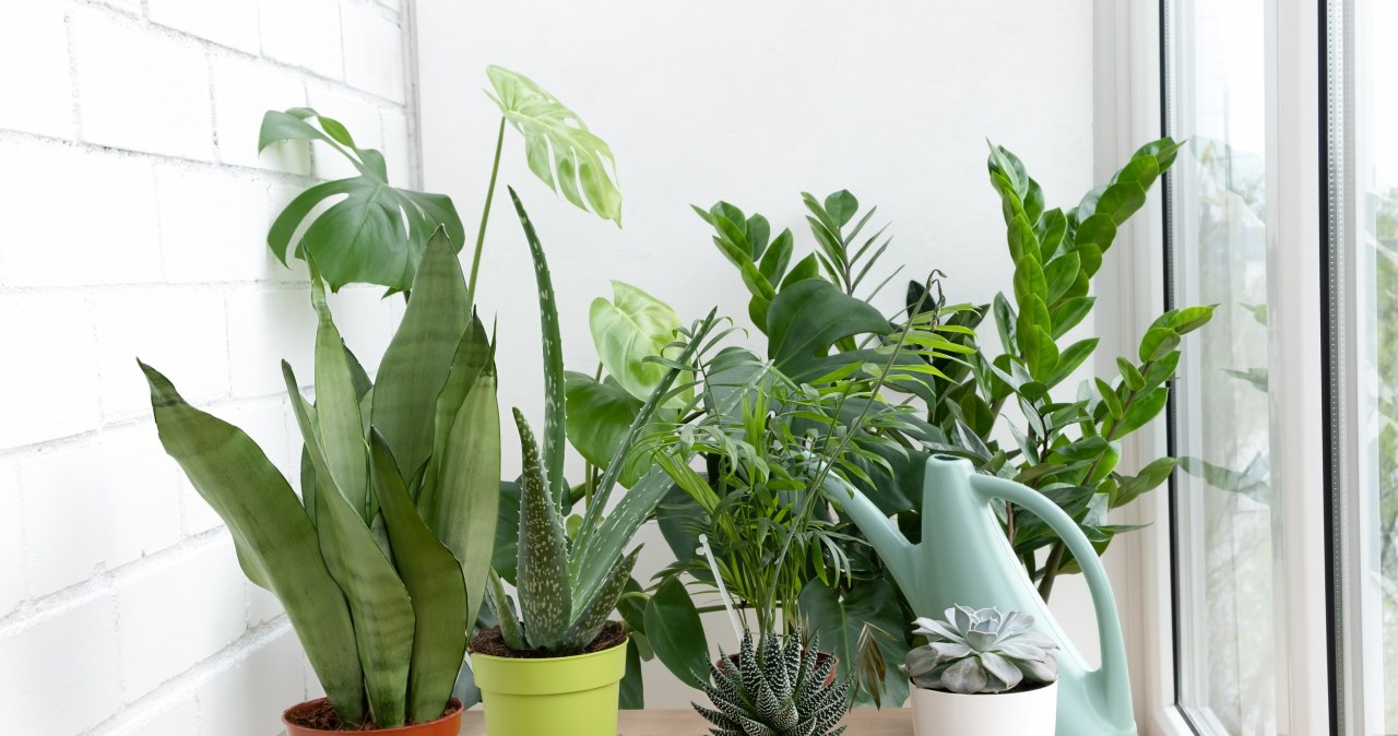 Te rośliny doniczkowe wybaczą każdą gafę. Są idealne dla zapominalskich i początkujących