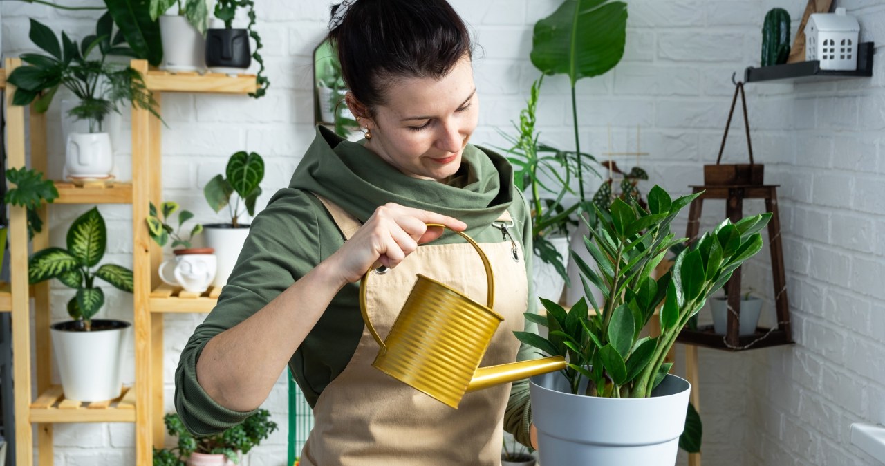 Po tym terminie zakończ nawożenie roślin doniczkowych. Inaczej im zaszkodzisz