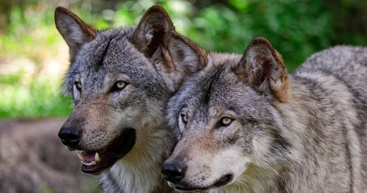 Wilki pojawiły się niespodziewanie. Trzeba było użyć nadzwyczajnych środków