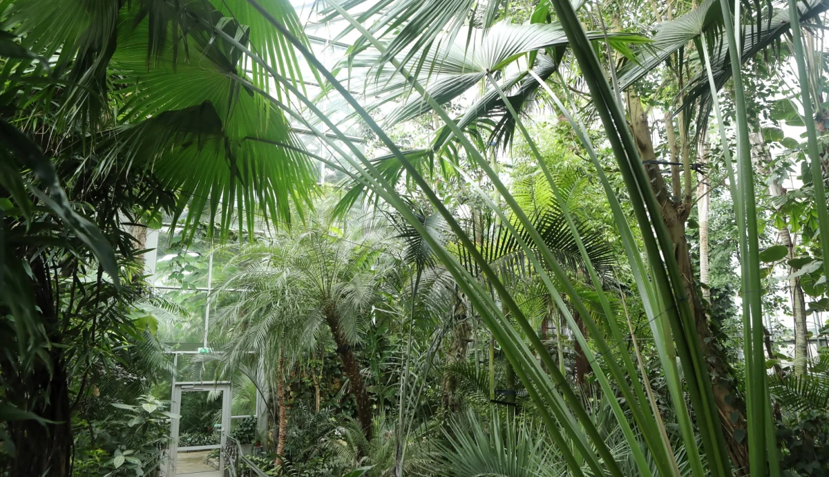 Zimowe wakacje pełne przyrodniczych atrakcji w Ogrodzie Botanicznym i Palmiarni w Łodzi. Na każdy dzień ferii przygotowano coś ciekawego. To szereg warsztatów, prelekcji i wycieczek z przewodnikami.