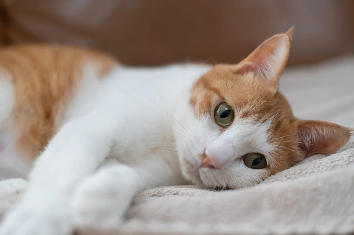 Włoski radiolog Gianluca Fanelli może odpowiedzieć za marnotrawstwo publicznych pieniędzy po tym, jak jego kot spadł z szóstego piętra, a mężczyzna zabrał go do szpitala, w którym pracuje. Tam przeprowadził mu tomografię i wykonał zabieg, ratując jego życie. Wobec lekarza zostało wszczęte postępowanie dyscyplinarne. 