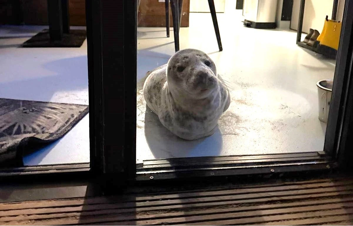 Turystka, która postanowiła zatrzymać się w nadmorskim hotelu w Holandii, przeżyła szok, kiedy otworzyła drzwi od pokoju. Jej oczom ukazała się... śpiąca foka. Na miejsce wezwano organizację zajmującą się zwierzętami, która umieściła ją w specjalnym koszyku i przetransportowała w bezpieczne miejsce.