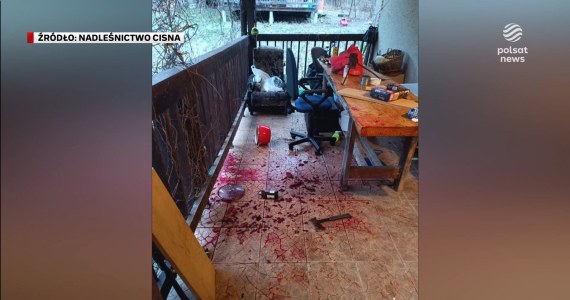 ''Wydarzenia'': Nocne rozrabianie przy domach. Bieszczadzkie niedźwiedzie zakończyły sen zimowy