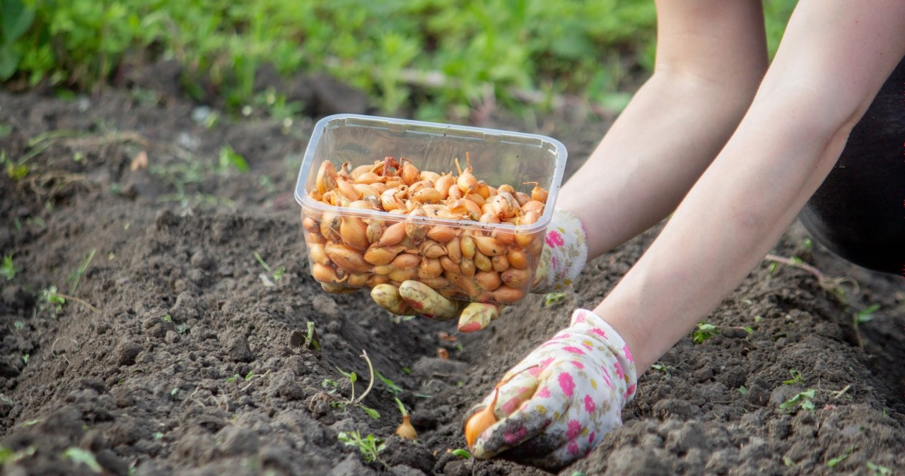 Posadź tę roślinę jeszcze we wrześniu. Obsypie ogród kwiatami już w lutym