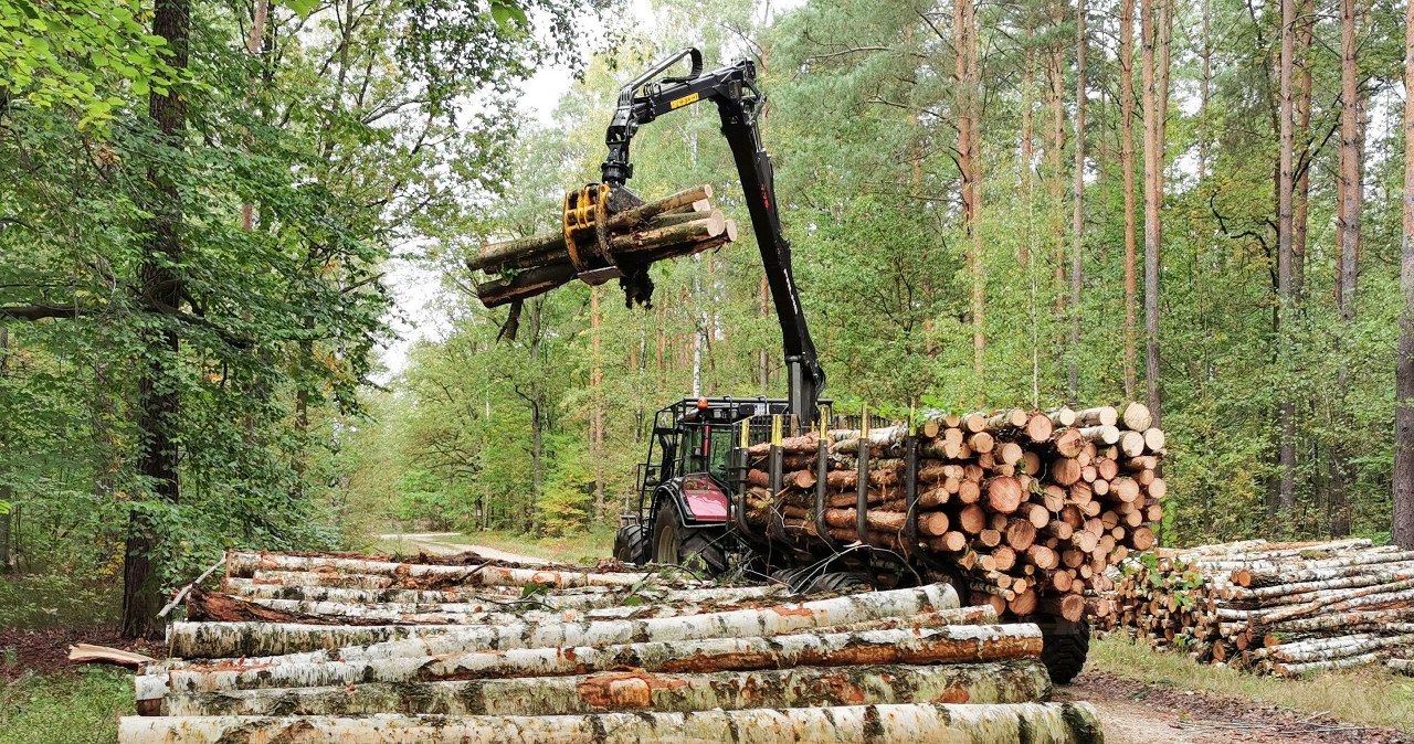 NIK nie pozostawia suchej nitki na Lasach Państwowych. Jest reakcja