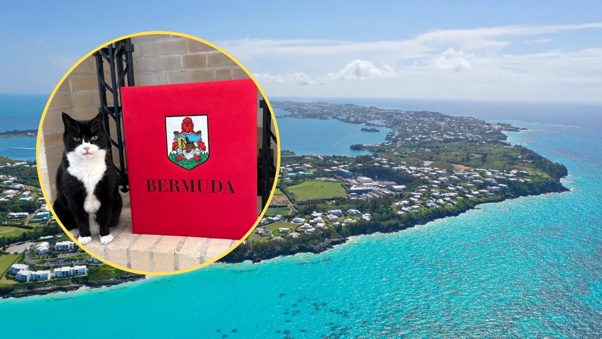 Słynny kot Palemerston został odwołany z emerytury. Obejmie on teraz funkcję dyplomatyczną na odległych o 3500 km Bermudach. W ubiegłej dekadzie zyskał sławę jako "główny myszliwy" w londyńskiej siedzibie brytyjskiego resortu spraw zagranicznych.