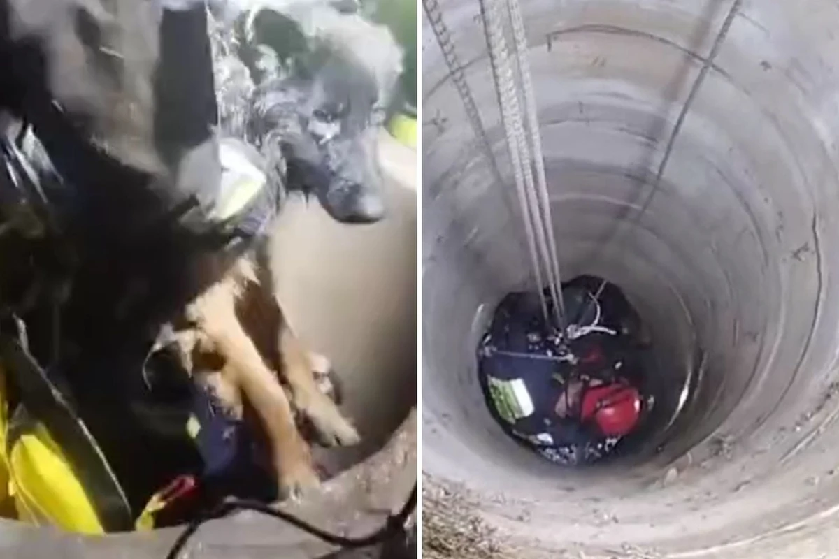 Pies wpadł do głębokiej na kilkanaście metrów studni w Zgierzu (woj. łódzkie). Na pomoc zwierzęciu ruszyli strażacy, w tym Specjalistyczna Grupa Ratownictwa Wysokościowego. Na szczęście czworonoga udało się uratować.