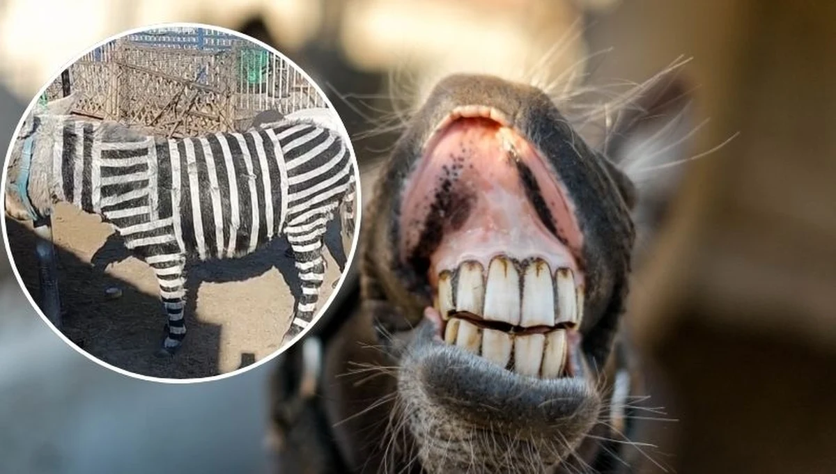 To miał być pomysł na przyciągnięcie zwiedzających. Właściciel parku rozrywki w miejscowości Zibo we wschodnich Chinach namalował na ośle biało-czarne pasy, by zwierzę wyglądało jak zebra. Sławę faktycznie zyskał - o jego pomyśle piszą media w całych Chinach. Tego typu praktyki stały się w ostatnim czasie plagą w tym kraju. Niedawno w jednym z zoo psy rasy chow chow wcieliły się w tygrysy.