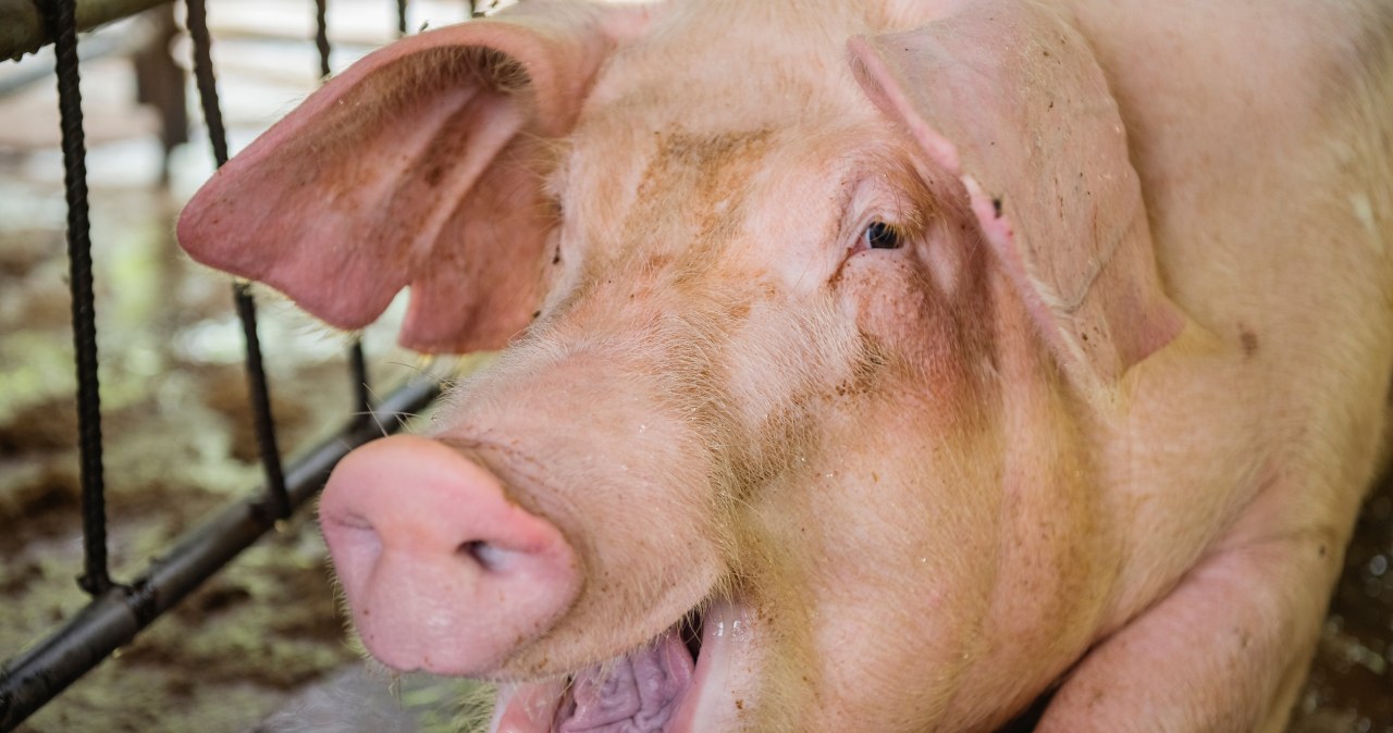 Przełomowe badania kliniczne. Wiele osób dostanie świńskie narządy