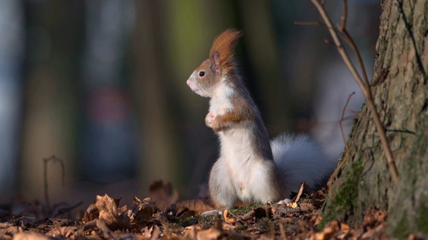 Zapraszamy na spotkanie z dwubarwną pięknością. Biało-ruda wiewiórka widywana jest od jesieni w parku Potulickich w Pruszkowie. Zwierzę stało się już lokalną atrakcją. Zachwyca przepięknym połączeniem kolorów, nie boi się ludzi i chętnie korzysta z rzucanych jej orzechów. Na spotkanie z pruszkowską pięknością wybrał się Marcin Szumowski.