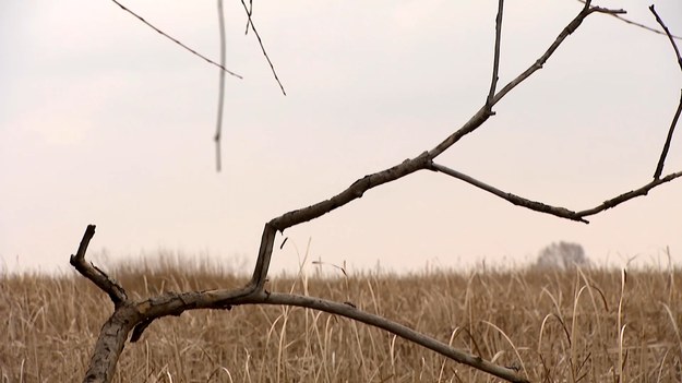 Na świecie jest ich coraz mniej, a to właśnie dzięki mokradłom, bagnom i torfowiskom przyroda się oczyszcza. Dlatego wszyscy powinniśmy o nie dbać. Przemysław Sławiński.