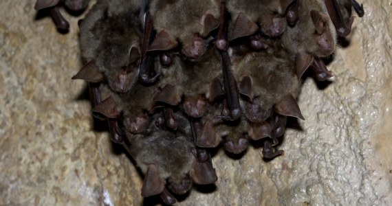 Niewielki nietoperz zatrzymał pociągi. Zajął tunel i nie chce się wynieść