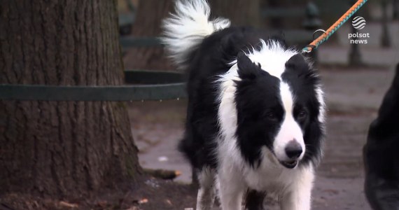 ''Wydarzenia'': Ktoś truje psy w Poznaniu i Krakowie. Kilkunastu czworonogów nie udało się uratować