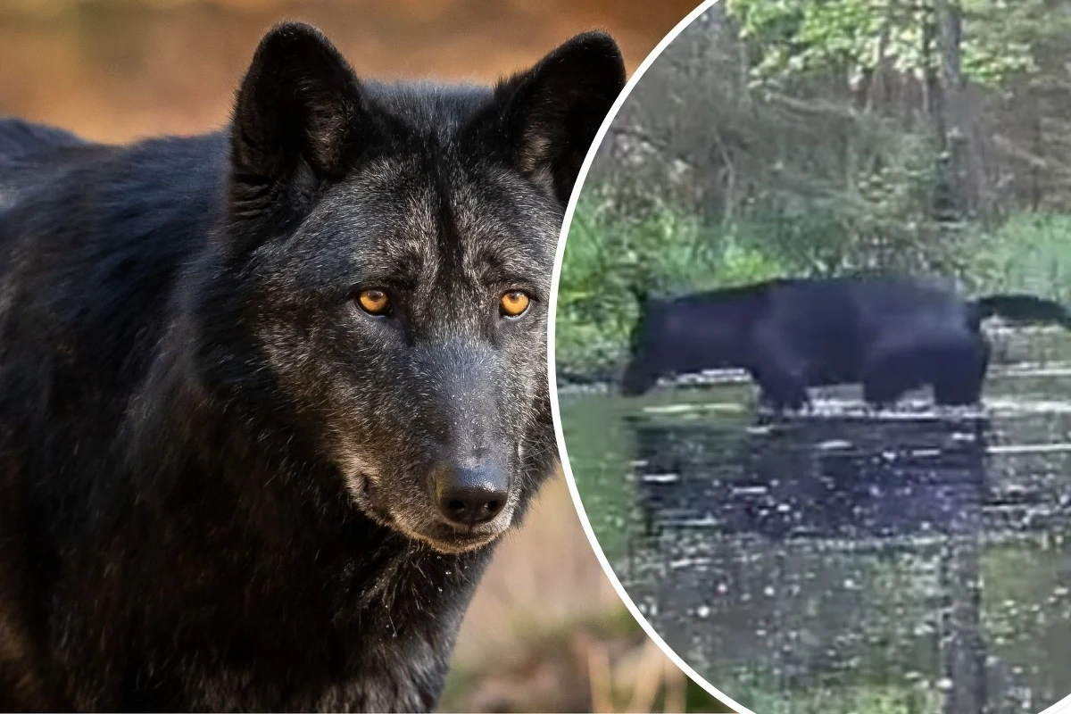 Niezwykłego odkrycia dokonali przyrodnicy w świętokrzyskich lasach. Zaobserwowali tam parę czarnych wilków, co jest przyrodniczym unikatem na skalę europejską. To jednak nie koniec przyrodniczych niespodzianek w tym regionie. Nagrania z fotopułapek potwierdziły, że w Puszczy Świętokrzyskiej pojawił się też ryś.