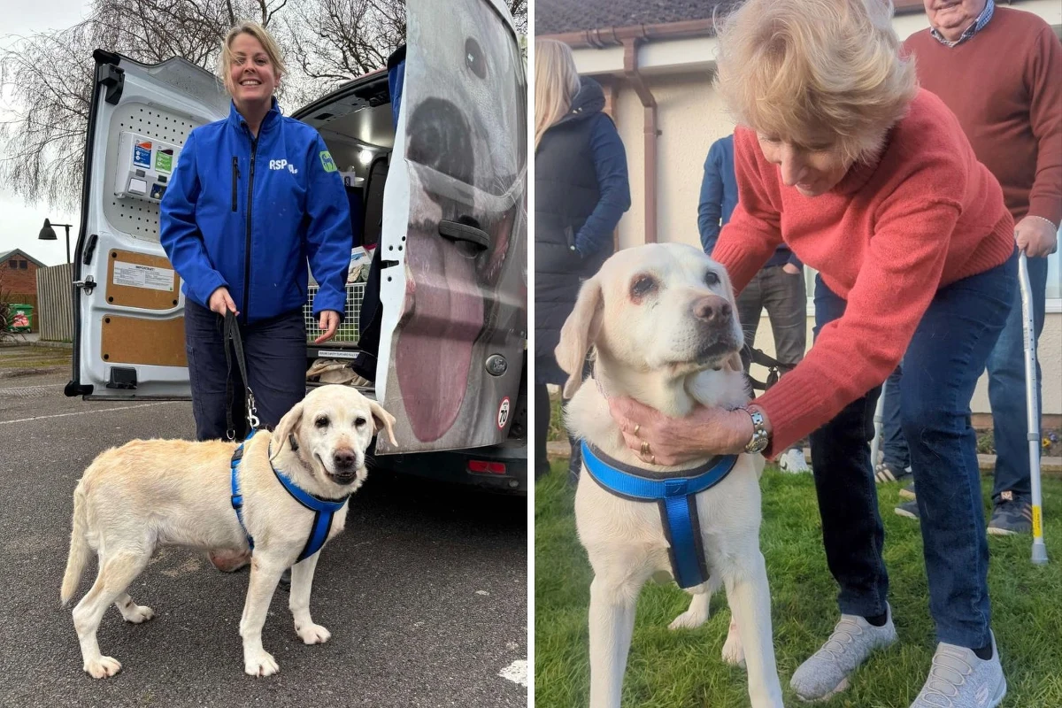 Suczka Daisy wróciła do swoich opiekunów ponad siedem lat po tym, jak została skradziona. Labradora udało się odnaleźć dzięki mikroczipowi. "Trzymaliśmy zdjęcie Daisy na kominku. Patrzyliśmy na nią każdego dnia, myśląc o niej i o tym, gdzie może być" - powiedzieli szczęśliwi opiekunowie.