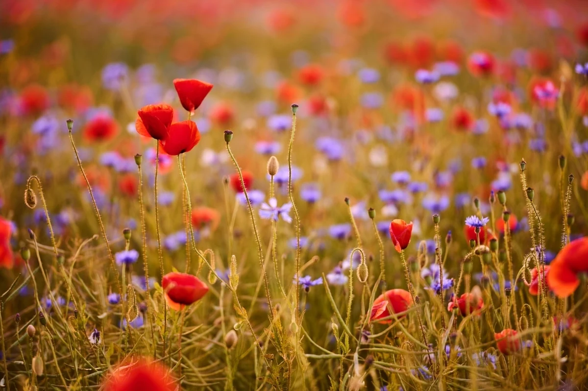 Jaka pogoda czeka nas w marcu, kwietniu, maju i czerwcu? Pewnej odpowiedzi na to pytanie jeszcze nie ma, ale - dzięki eksperymentalnej prognozie pogody Instytutu Meteorologii i Gospodarki Wodnej - znamy prawdopodobny scenariusz dotyczący aury w Polsce w najbliższych miesiącach. IMGW podał również - bardziej precyzyjną - prognozę pogody na najbliższe 10 dni.