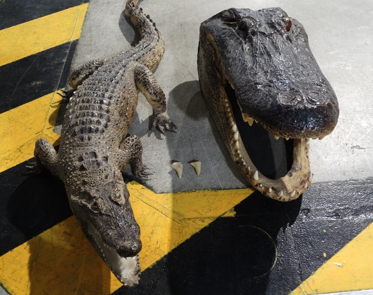 W ubiegłym roku lubelscy celnicy udaremnili 69 prób przemytu chronionych okazów roślin i zwierząt objętych Konwencją Waszyngtońską CITES. Były wśród nich m.in. żywe papugi, pijawki czy spreparowany krokodyl.