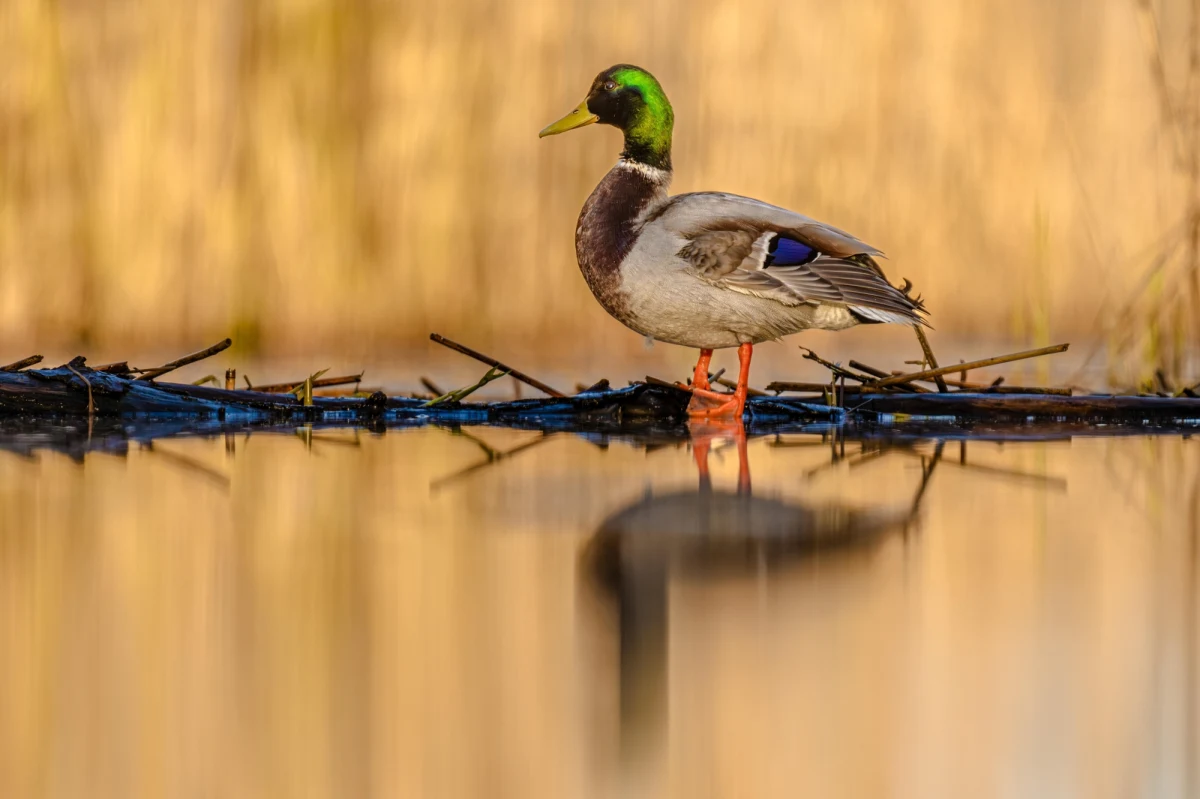 Objęcie ścisłą ochroną kolejnych gatunków ptaków może znacznie utrudnić realizację inwestycji w ramach programu "Tarcza Wschód" czy operacji Feniks prowadzonej na terenach popowodziowych - donosi "Dziennik Gazeta Prawna". Tak uważają niektóre ministerstwa oraz samorządy. Z inicjatywą w sprawie wykreślenia części ptaków z listy zwierząt łownych wystąpił resort środowiska. To odpowiedź na apele organizacji pozarządowych zajmujących się ochroną przyrody.