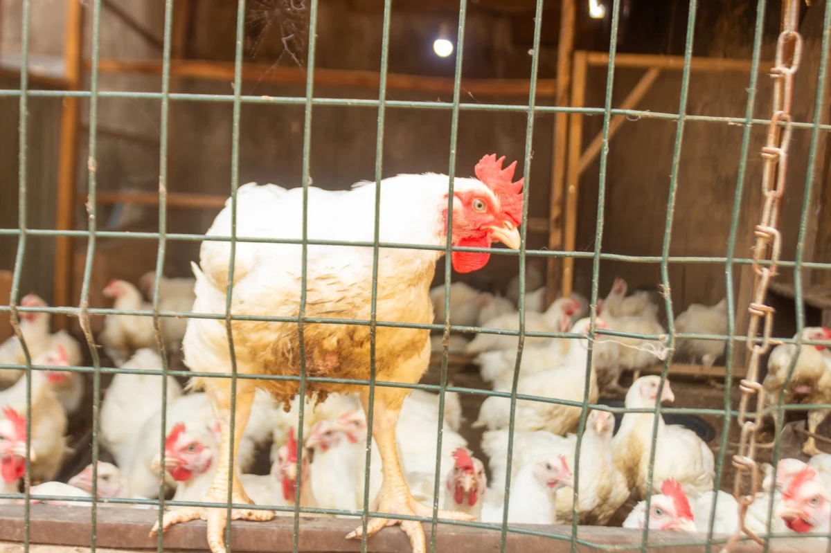 Policja z Opola Lubelskiego szuka gospodarstwa, z którego pochodził zakażony groźną chorobą drób. Ktoś porzucił martwe ptaki na terenie kilku miejscowości powiatu opolskiego.