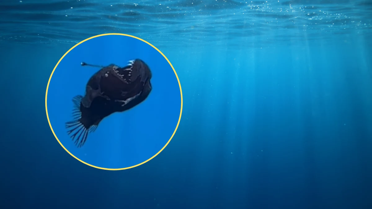 Zespół badaczy na Wyspach Kanaryjskich zobaczył coś, czego nikt na ziemi wcześniej nie udokumentował - czarną żabnicę powoli unoszącą się na powierzchni oceanu. "To było jak spełnienie marzeń" - powiedział David Jara Bogunyà, fotograf dzikiej przyrody morskiej z organizacji pozarządowej Condrik Tenerife. 