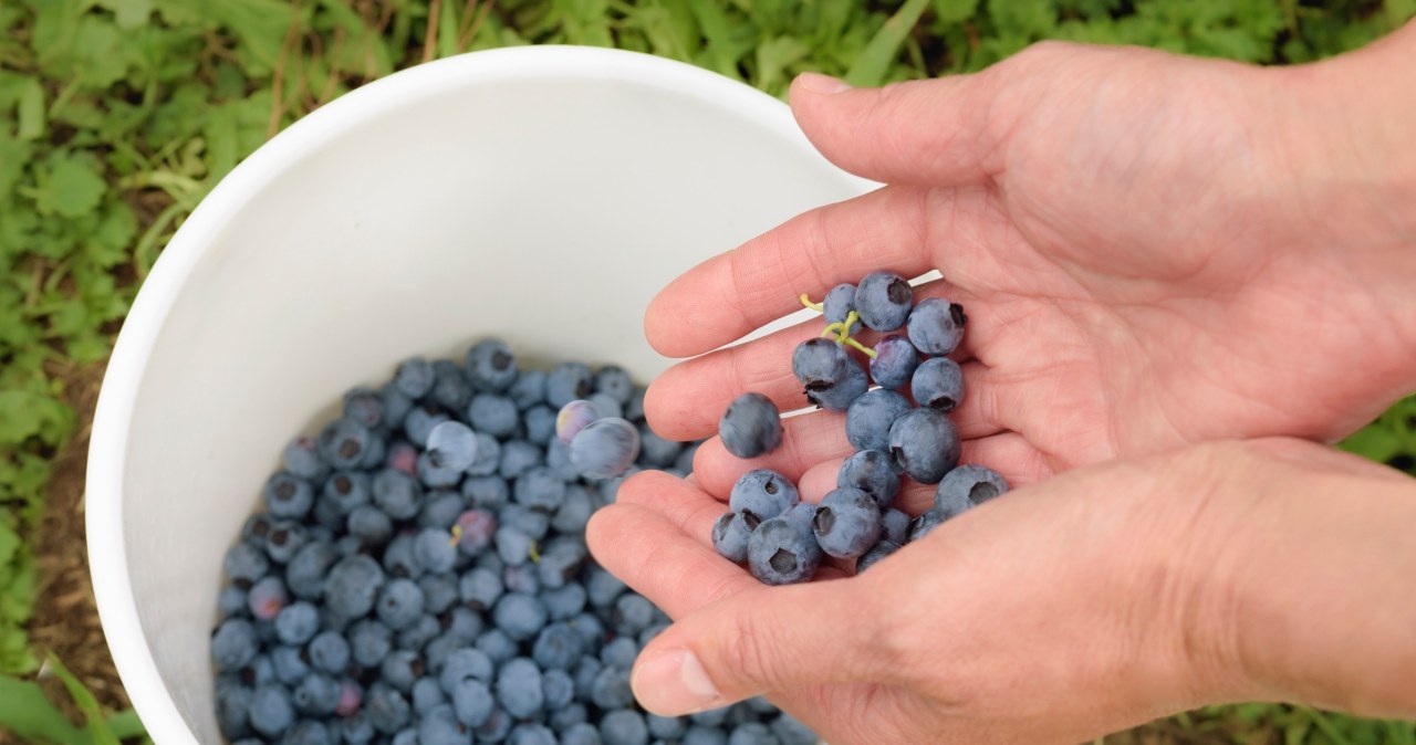 Owoc na sokoli wzrok. Włącz do codziennej diety, a twoje oczy poczują różnicę