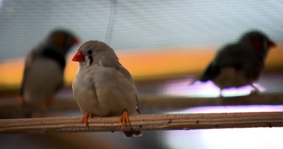 Ptaki zdradzają na potęgę