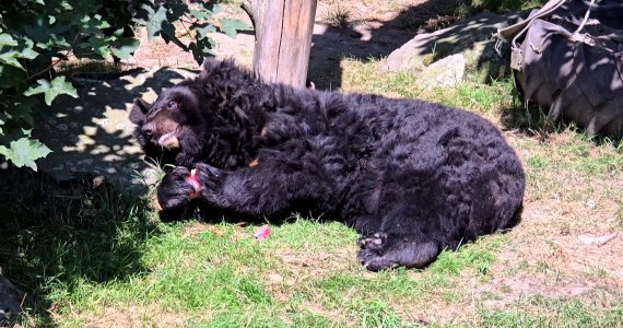 Długowieczna niedźwiedzica z Polski. Kasia skończyła 38 lat