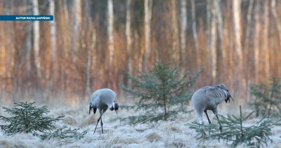 Żurawie nocują na wiślanych wyspach. Co się dzieje?