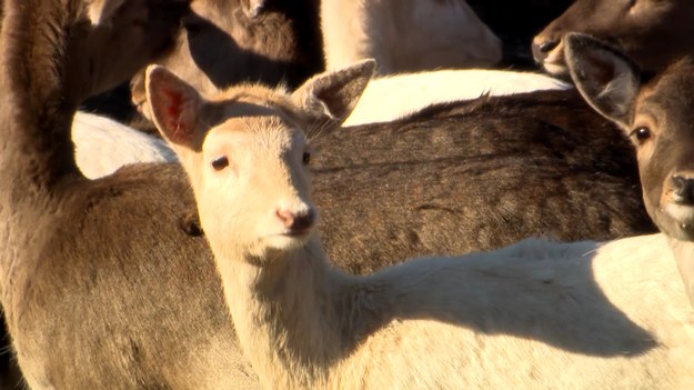 A teraz niecodzienny obrazek z lasów Nadleśnictwa Koło. Leśnicy zaobserwowali tam białego daniela – albinos nie umknął ich czujnym oczom i obiektywom aparatów. Skąd bierze się albinizm i czy biały daniel to naprawdę "biały kruk" wśród jeleniowatych? O tym Ewelina Dernoga.