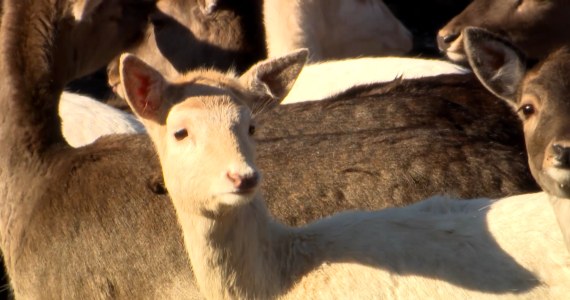 Biały daniel zaobserwowany w Polsce. Czy to biały kruk?