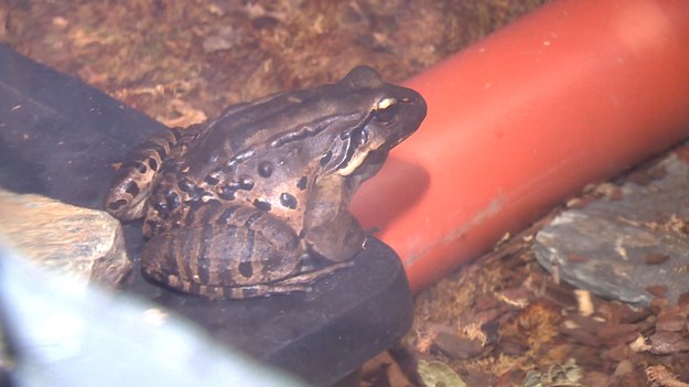 Jeden z najbardziej zagrożonych gatunków zwierząt zamieszkał w gdańskim zoo. W ciągu ostatnich 20 lat populacja kurczaków górskich przez kłusownictwo i epidemię chorobotwórczego grzyba spadła aż o 99%. Gdański ogród włączył się w program ochrony tego gatunku. Jacy są nowi mieszkańcy ogrodu?  Nasza reporterka Adrianna Borowicz poprosiła dyrekcję zoo o zgodę, by je nagrać.