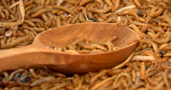 Lunch dla koczkodana