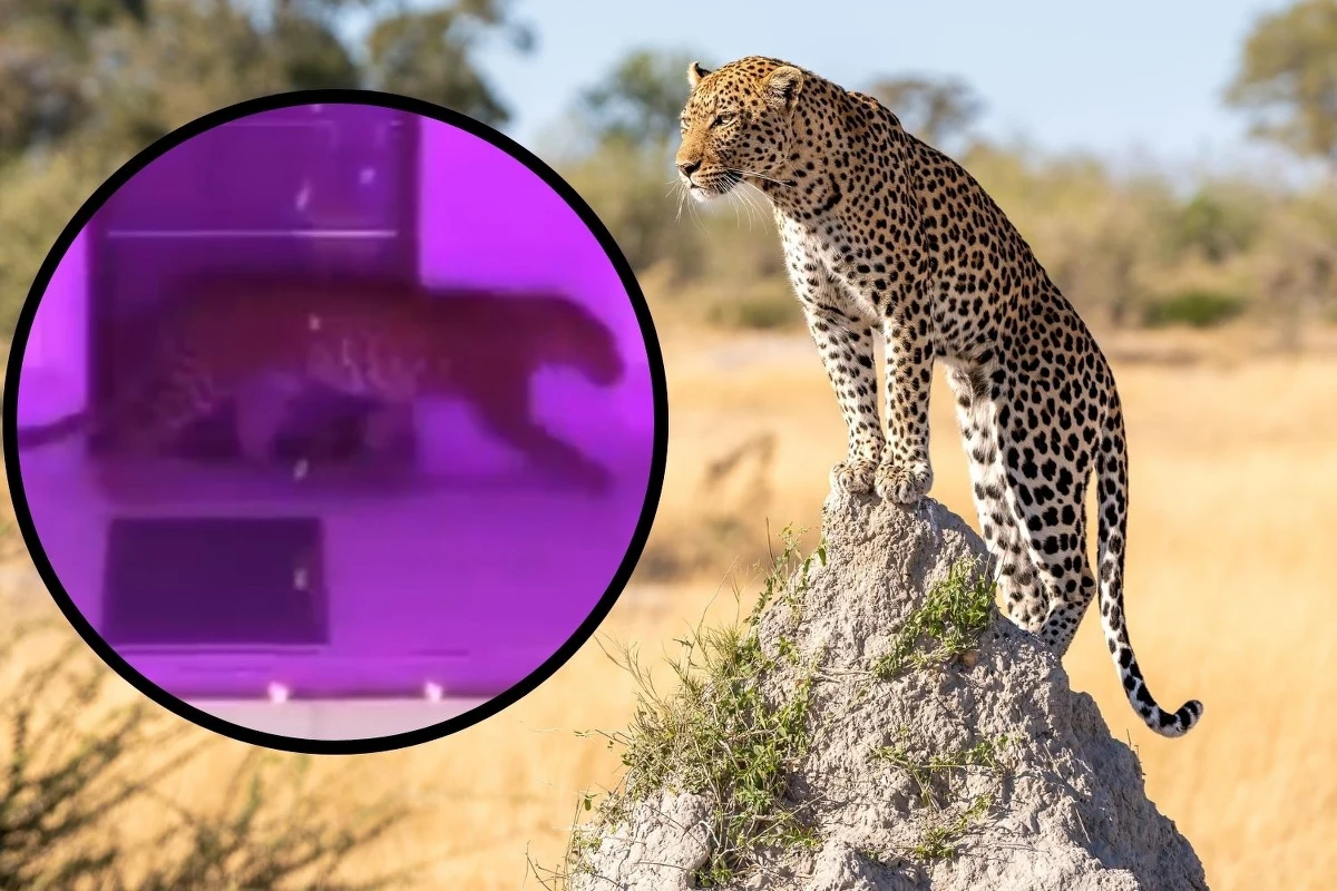 Lampart wtargnął na weselę w Indiach. Zabłąkane zwierzę wywołało panikę wśród gości, którzy szukali schronienia w samochodach. Ranny został jeden z weselników - w panice wyskoczył z okna na piętrze. Lamparta udało się złapać po kilkugodzinnej akcji. W mediach społecznościowych pojawiły się nagrania.