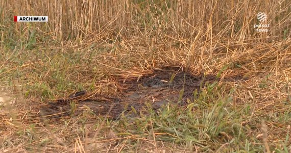 ''Wydarzenia'': Sąd odrzucił apelację. 3 lata więzienia dla właściciela psów, które zagryzły mężczyznę