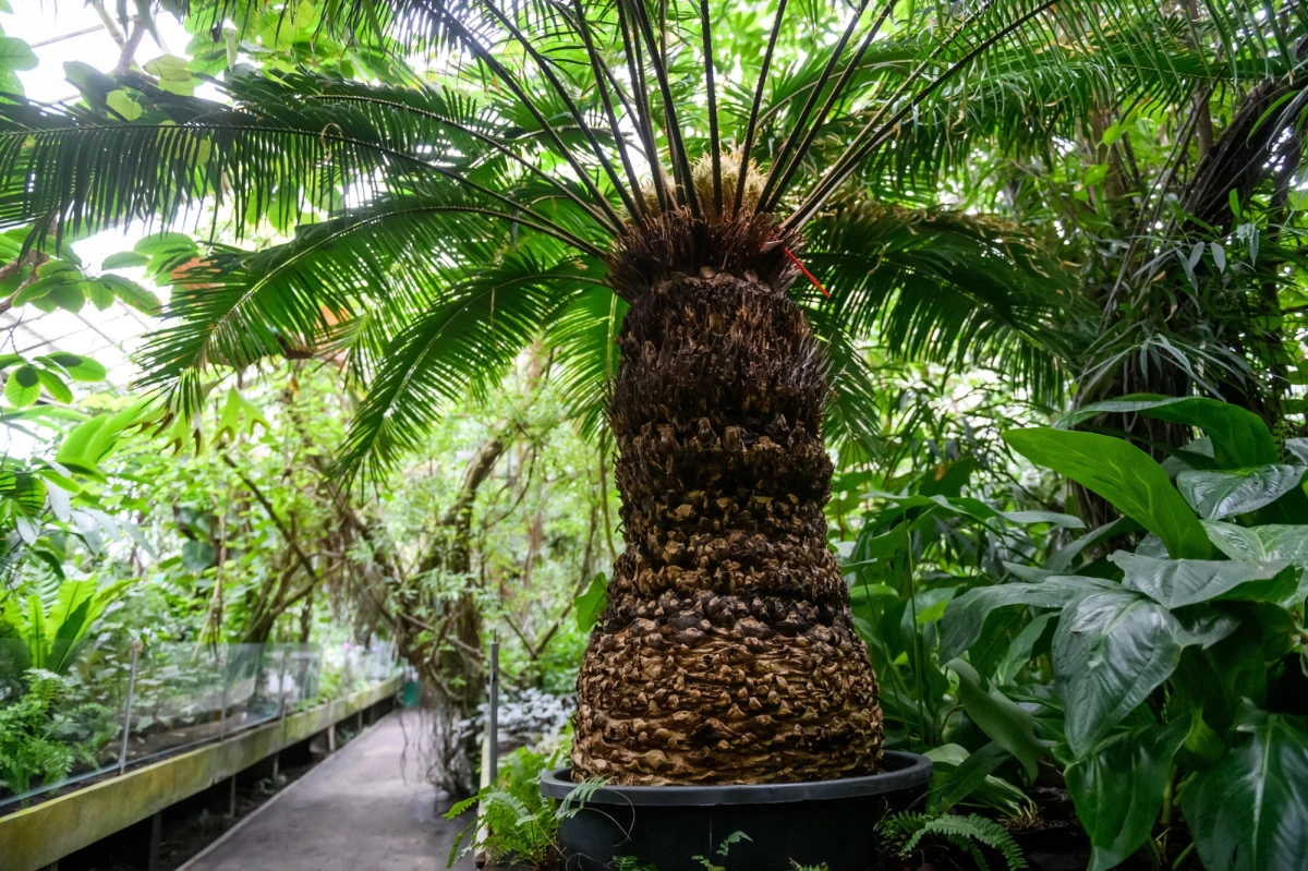 Zachowanie wyjątkowej kolekcji roślin i poprawa komfortu zwiedzania Palmiarni Poznańskiej – to najważniejsze cele planowanej przez miasto modernizacji. Władze starają się o pieniądze na ten cel z Krajowego Planu Odbudowy. Poznańskie Inwestycje Miejskie ogłosiły właśnie przetarg na „inżyniera kontraktu” dla tego zadania. 