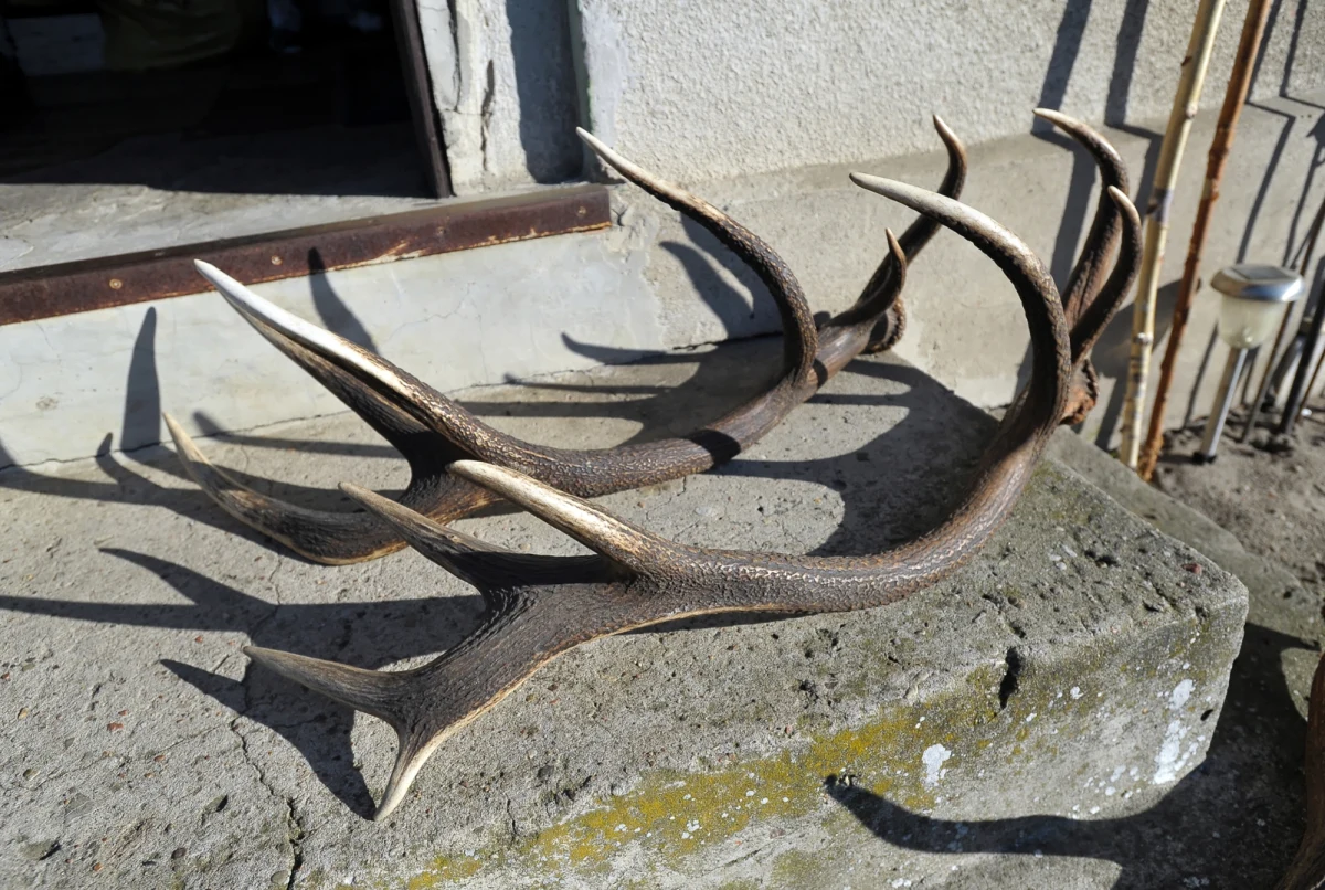 Miłośnicy dzikiej przyrody mają dobrą okazję, by wybrać się na wycieczkę do lasu. Zwierzęta jeleniowate – łosie, jelenie i sarny, zaczęły już zrzucać poroże. Rzecznik Regionalnej Dyrekcji Lasów Państwowych w Olsztynie Adam Pietrzak przypomina, pod jakimi warunkami może je zbierać.