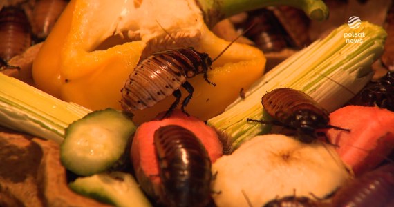 ''Wydarzenia'': Nazwij karalucha imieniem byłego lub byłej. Nietypowy Dzień Singla w orientarium