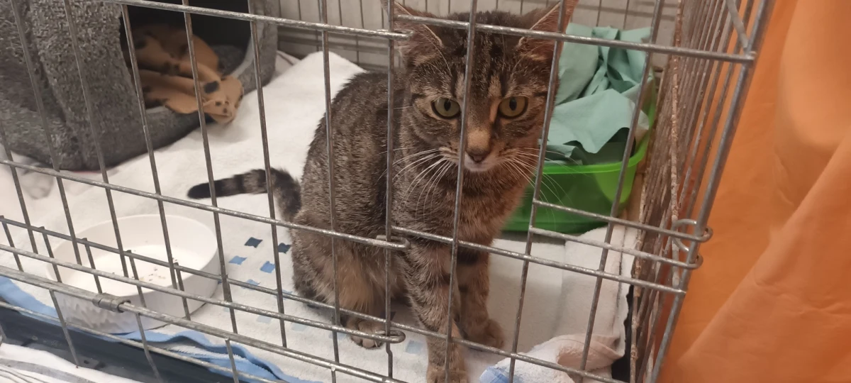 Chodzą swoimi drogami, są bohaterami memów i potrafią schować się tak skutecznie, że trudno je znaleźć. Dziś obchodzimy Światowy Dzień Kota. To okazja, by przypomnieć, że oprócz zadbanych i szczęśliwych czworonogów są także takie, które czekają na swój dom i kochającą rodzinę.