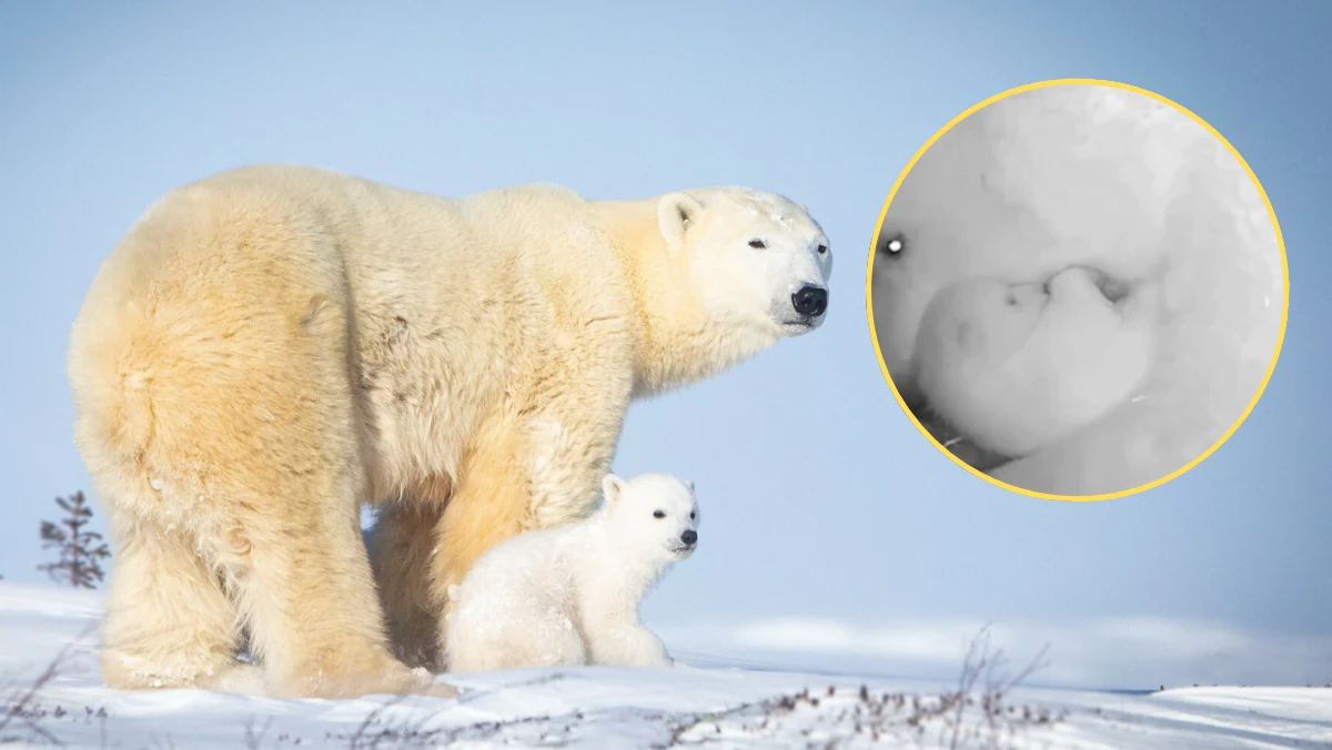 W ogrodzie zoologicznym w Sao Paulo w Brazylii urodziła się pierwsza w Ameryce Południowej niedźwiedzica polarna. Nowej mieszkance zoo nadano imię Nur.
