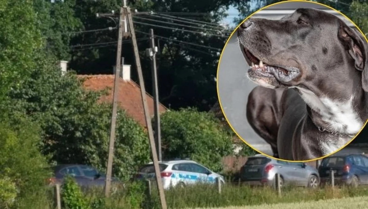 Są zarzuty po śmiertelnym pogryzieniu 7-latki, do którego doszło w czerwcu zeszłego roku niedaleko Barczewa w województwie warmińsko-mazurskim. Usłyszała je 47-letnia właścicielka hodowli psów.
