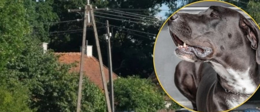 Są zarzuty po śmiertelnym pogryzieniu 7-latki, do którego doszło w czerwcu zeszłego roku niedaleko Barczewa w województwie warmińsko-mazurskim. Usłyszała je 47-letnia właścicielka hodowli psów.
