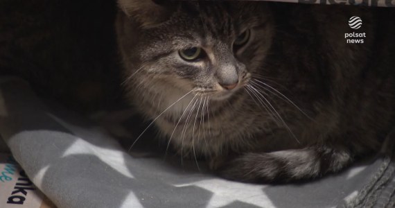 "Wydarzenia": Międzynarodowy Dzień Kota