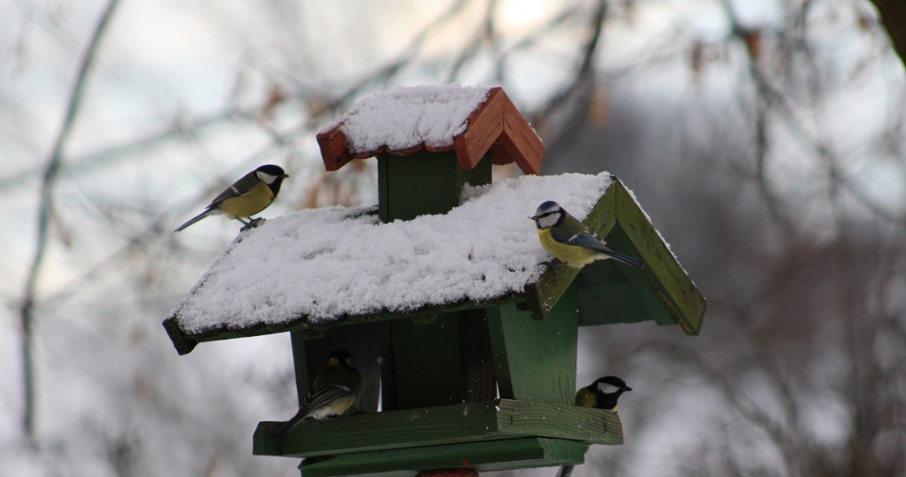 Które ptaki zostają na zimę w Polsce? Cicho walczą o każdą kalorię