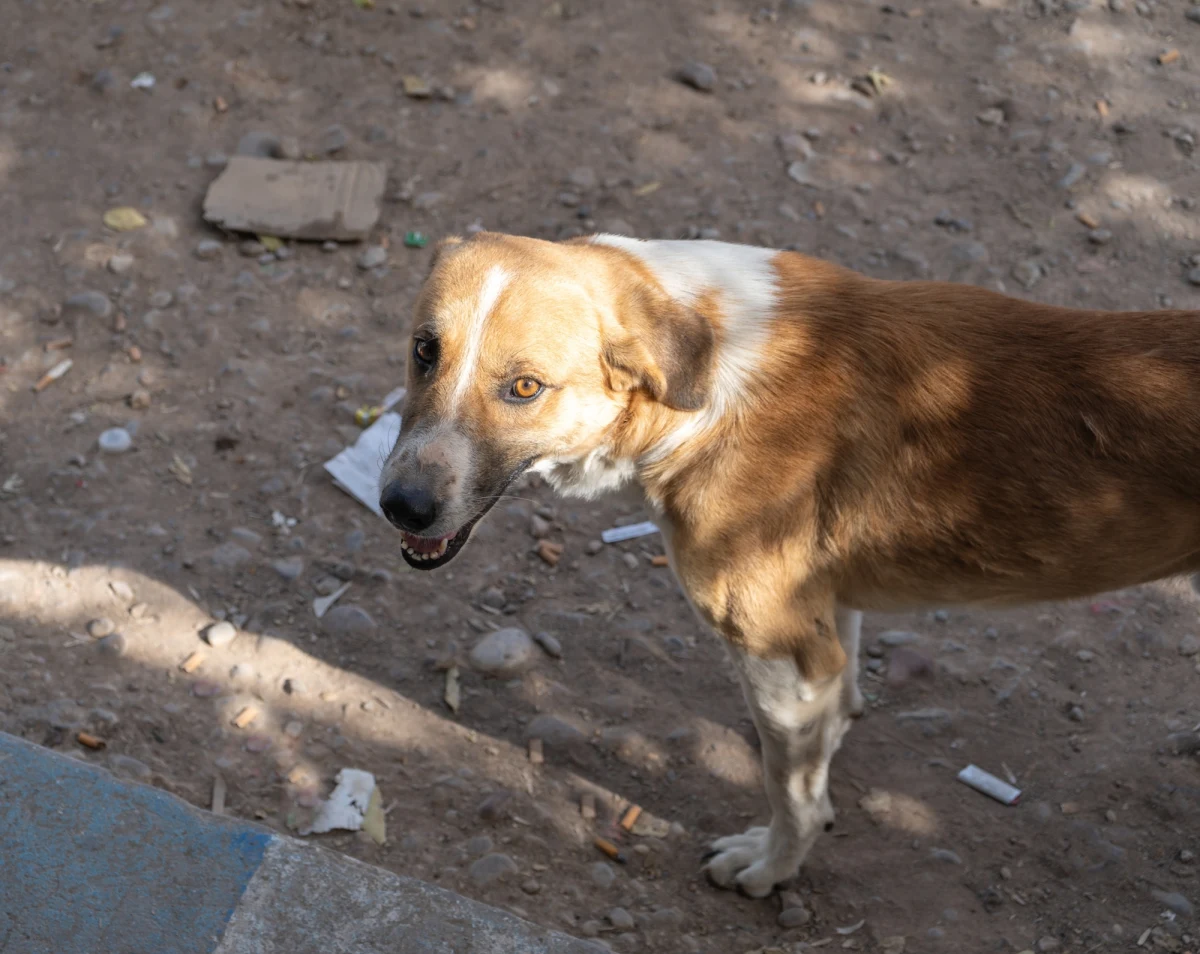 Władze trzech gmin: Wolbórz, Moszczenica i Będków zwróciły się z wnioskiem do marszałka województwa łódzkiego o zgodę na odstrzał bezdomnych psów, które stanowią zagrożenie dla lokalnej społeczności. Sfora, składająca się z kilkunastu dużych, dzikich czworonogów przemieszcza się po terenach wiejskich, polach i lasach, budząc strach wśród mieszkańców, zwłaszcza dzieci i osób starszych.