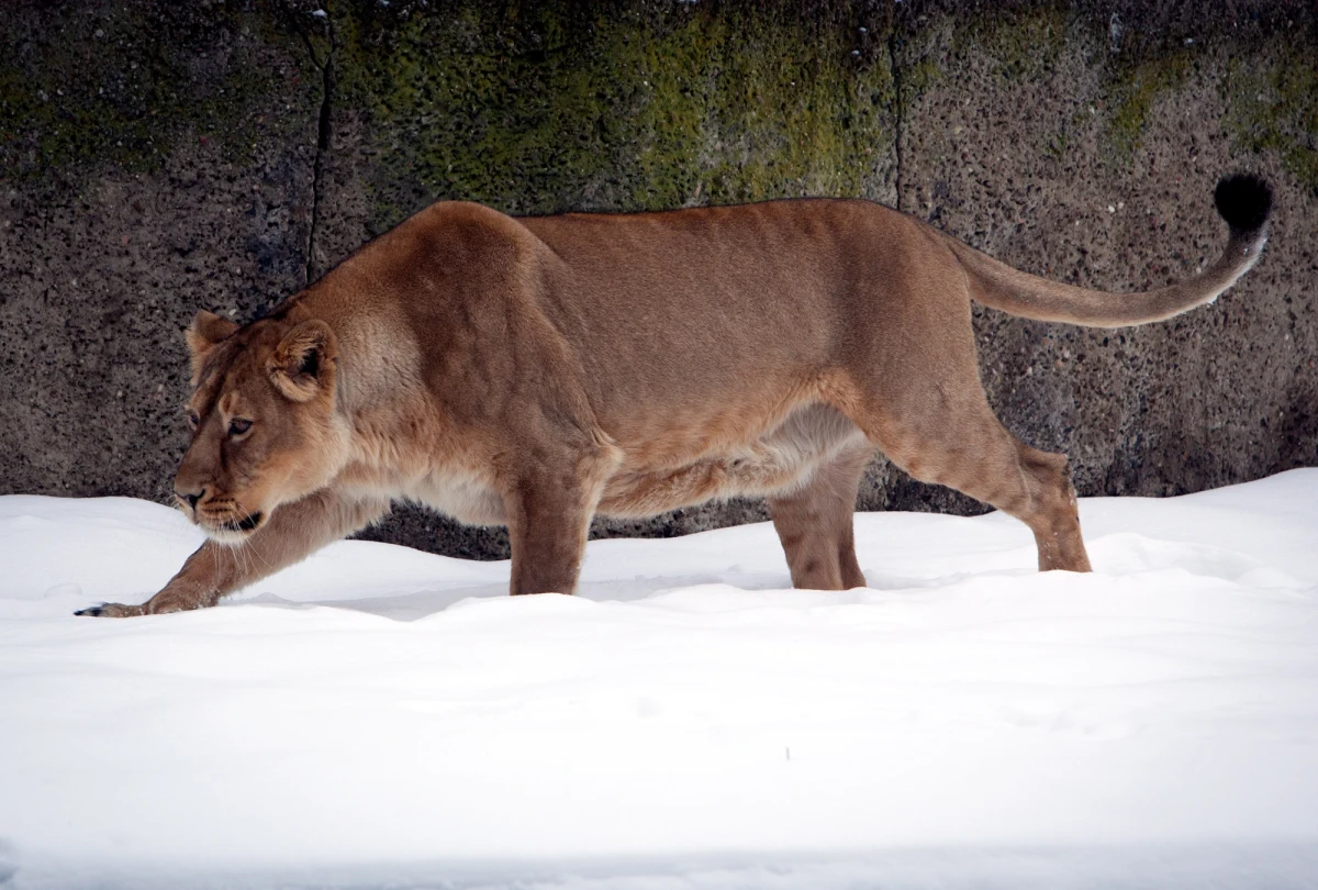 Pracownicy Orientarium Zoo Łódź przekazali smutną informację. Kilka dni temu uśpiono lwicę Tycię, która przez prawie 20 lat była ulubienicą zwiedzających. Zwierzę od urodzenia było wychowywane przez ludzi. Niestety stan jego zdrowia znacznie się pogarszał. 