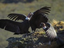 Patagonia. Życie na krańcu świata