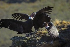 Patagonia. Życie na krańcu świata