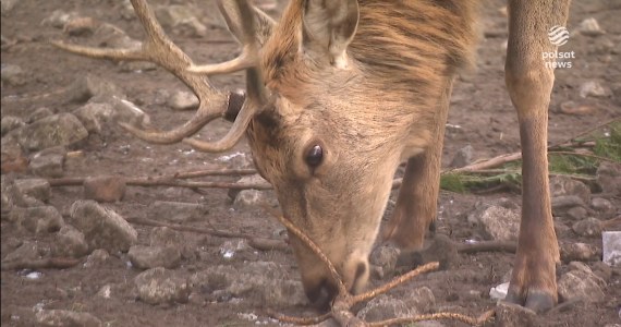 "Wydarzenia": Akcja ratowania dzikich zwierząt