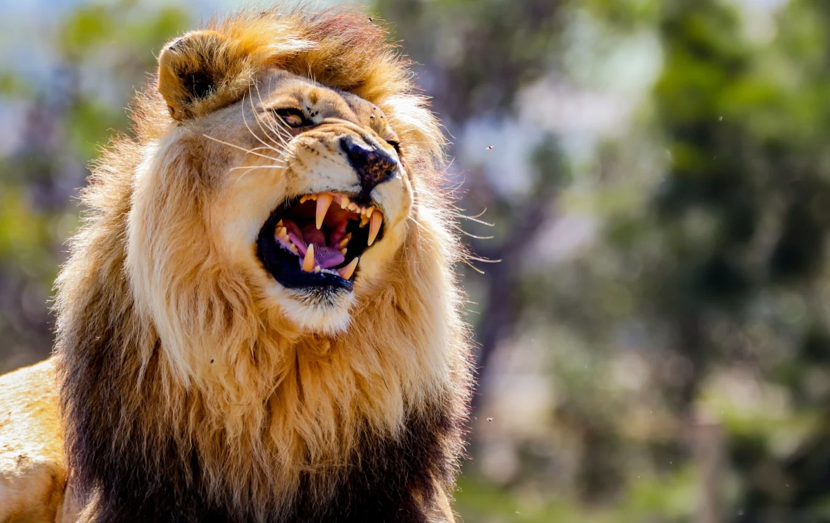 7-letni chłopiec został zagryziony przez lwa w Indiach. Do ataku doszło w momencie, gdy dziecko szło nabrać wodę z rzeki.